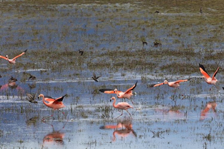 Flamingos Landing In Swamp Water