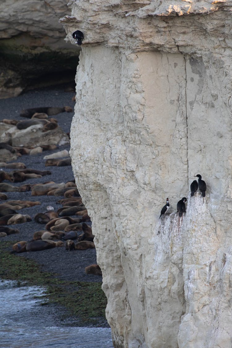 Closeup Of A White Cliff With Birds Perching