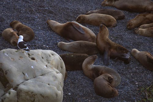 Ücretsiz dayanma, Deniz aslanları, hayvan fotoğrafçılığı içeren Ücretsiz stok fotoğraf Stok Fotoğraflar