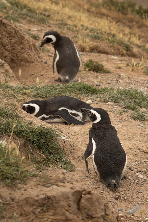 Gratis stockfoto met beesten, birdwatching, dieren in het wild