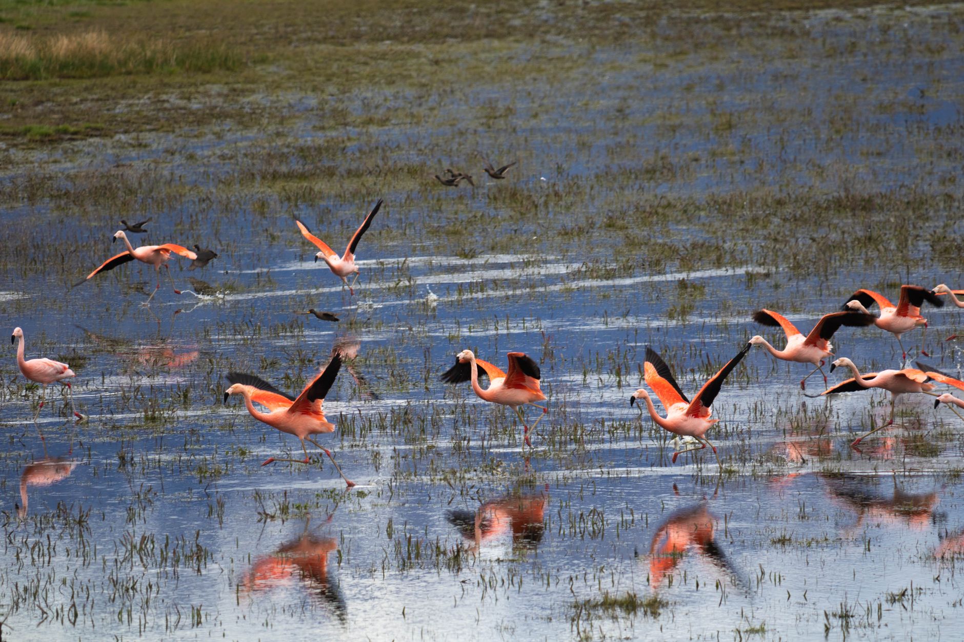 Gratis stockfoto met Argentinië, aviaire, buiten