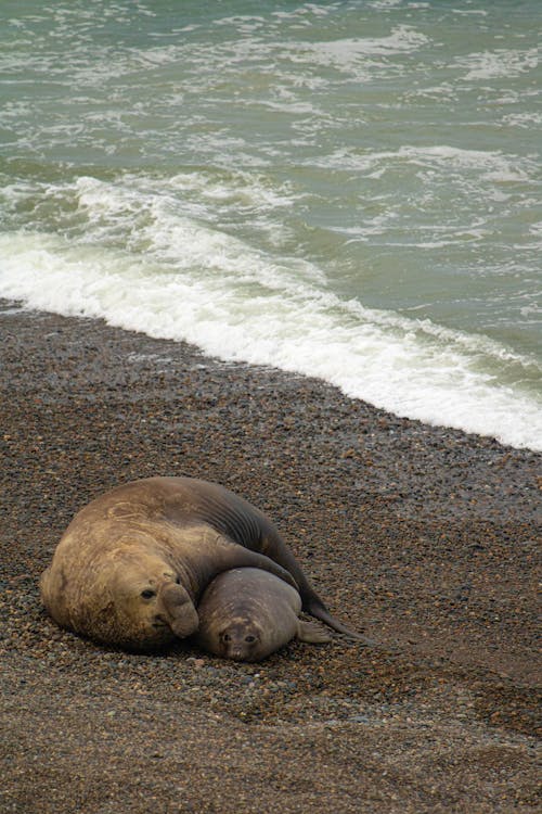 Ücretsiz deniz, Deniz aslanları, dikey atış içeren Ücretsiz stok fotoğraf Stok Fotoğraflar