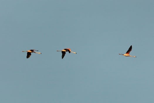 Puerto Madryn, Argentina photo 17