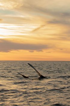 whale photo