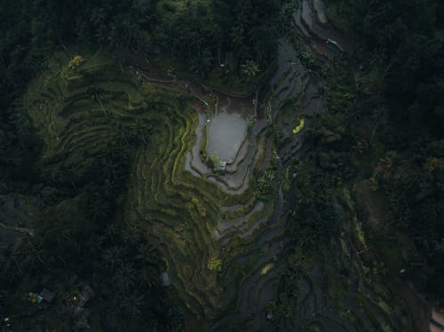 Бесплатное стоковое фото с Аэрофотосъемка, зеленые деревья, пахотная земля