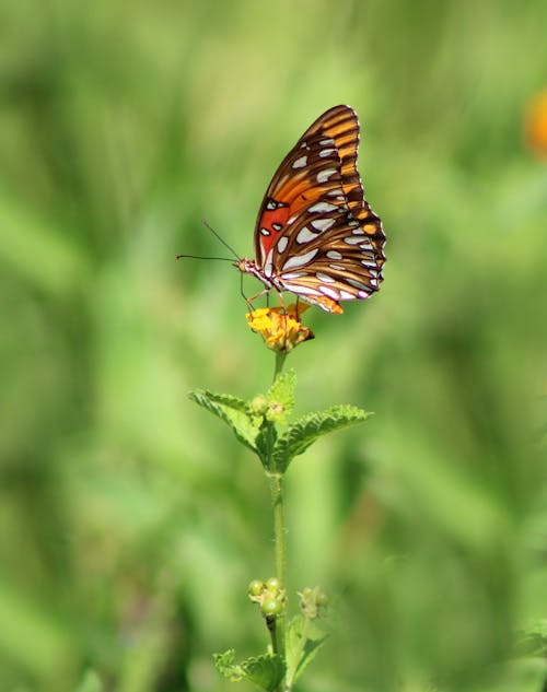 Photo of Butterfly on Yellow Flower
