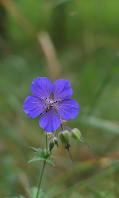 Fotomural Primer plano de una sola flor silvestre azul vibrante floreciendo en la vegetación natural.