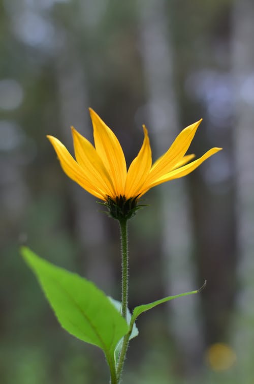 Yellow Flower in Close Up Photograph