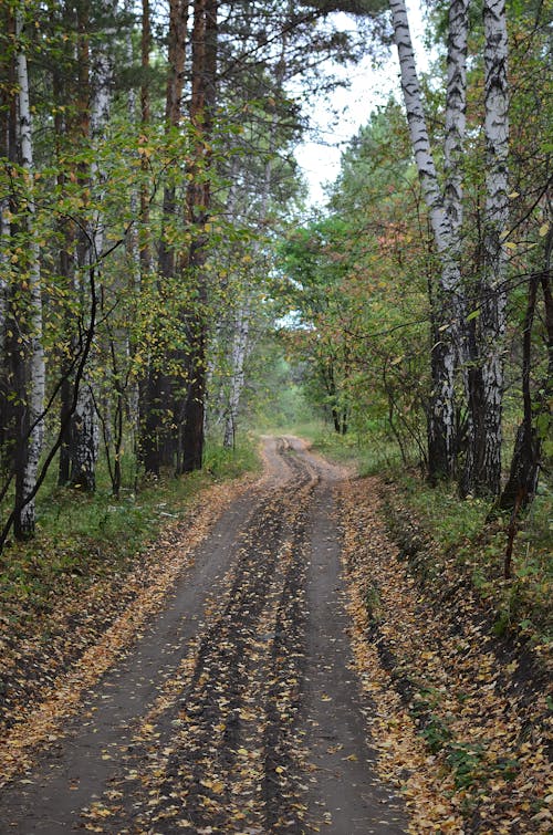 Foto profissional grátis de árvores, caminho, estreito