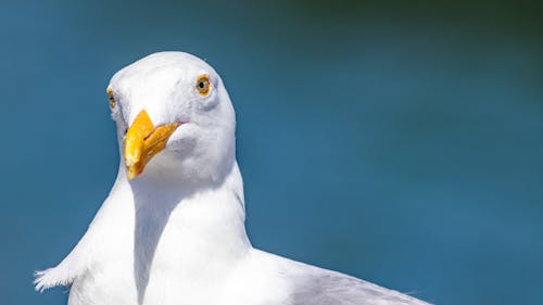 Close Up Photo of a Gull