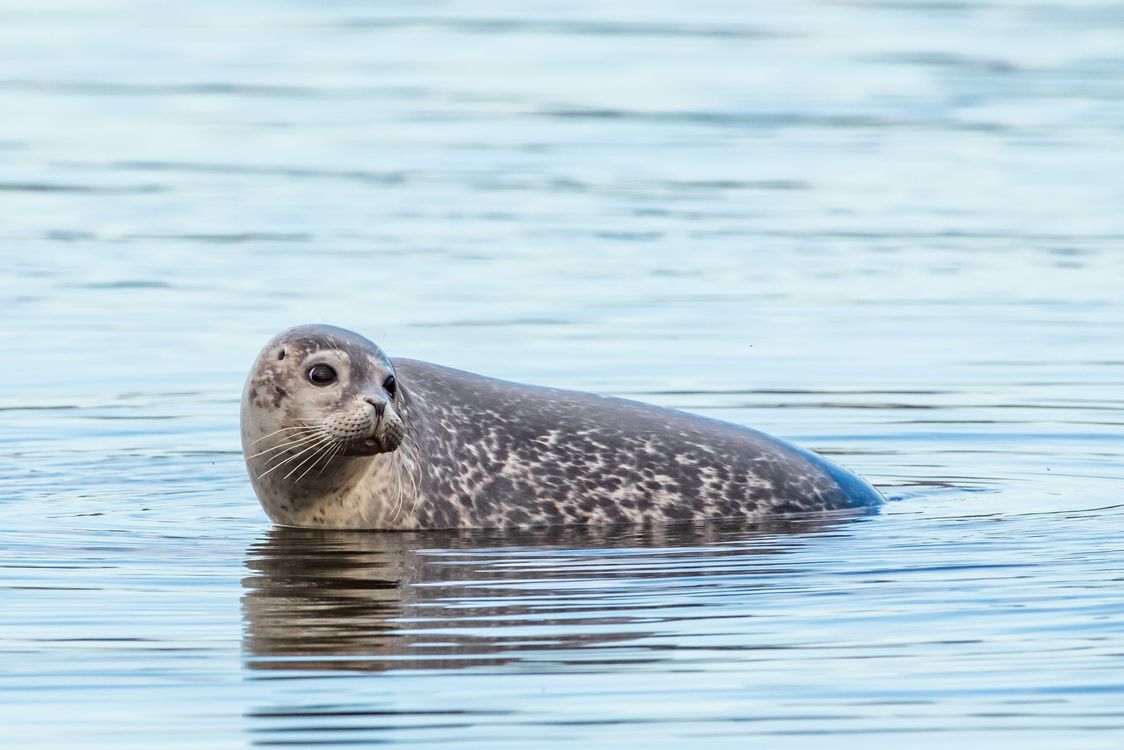 A Cute Harbor Seal On The Blue Ocean Free Stock Photo a-cute-harbor-seal-on-the-blue-ocean-free-stock-photo
