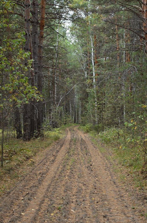 Foto d'estoc gratuïta de arbres, bosc, boscos