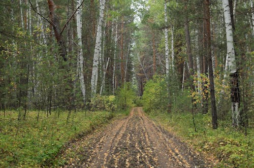 бесплатная Бесплатное стоковое фото с грязная дорога, зеленые деревья, лес Стоковое фото
