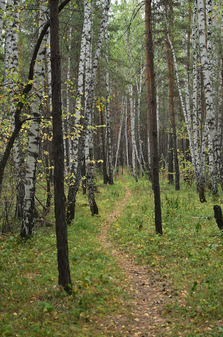 Path In Between Trees