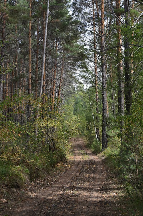 A Dirt Road in the Middle of the Forest 