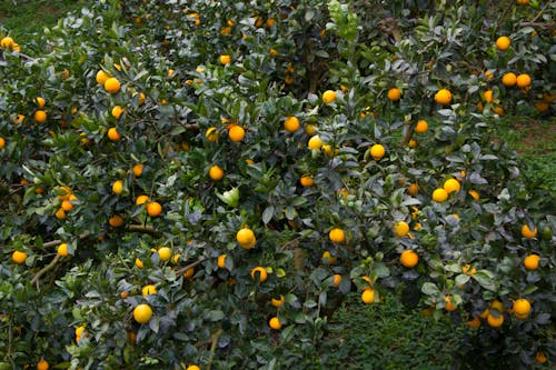 Бесплатное стоковое фото с orange_background, апельсин, апельсиновый сад