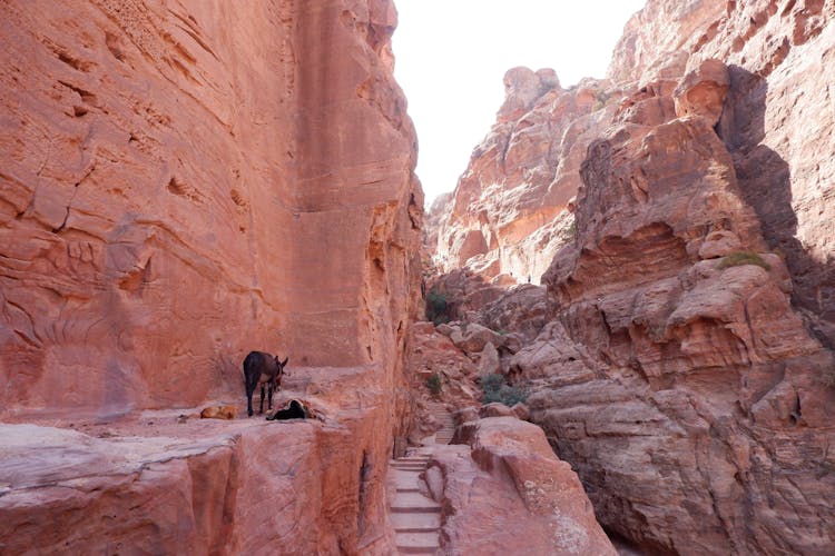 Donkey On Brown Rocky Mountain