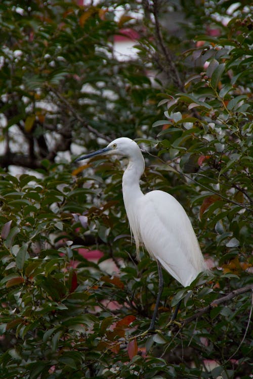 Close-Up Shot of an Egret 