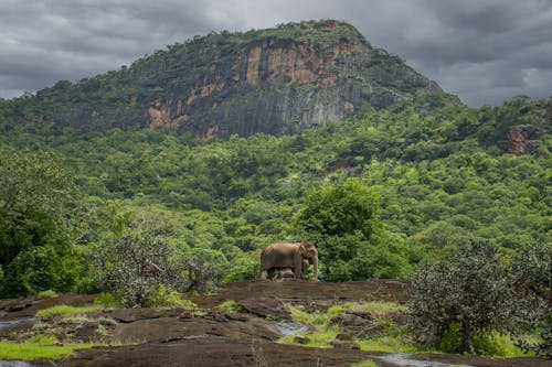 An Elephant Walking Near the Green Trees 