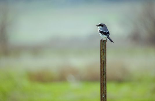 Photo of a Gray Bird