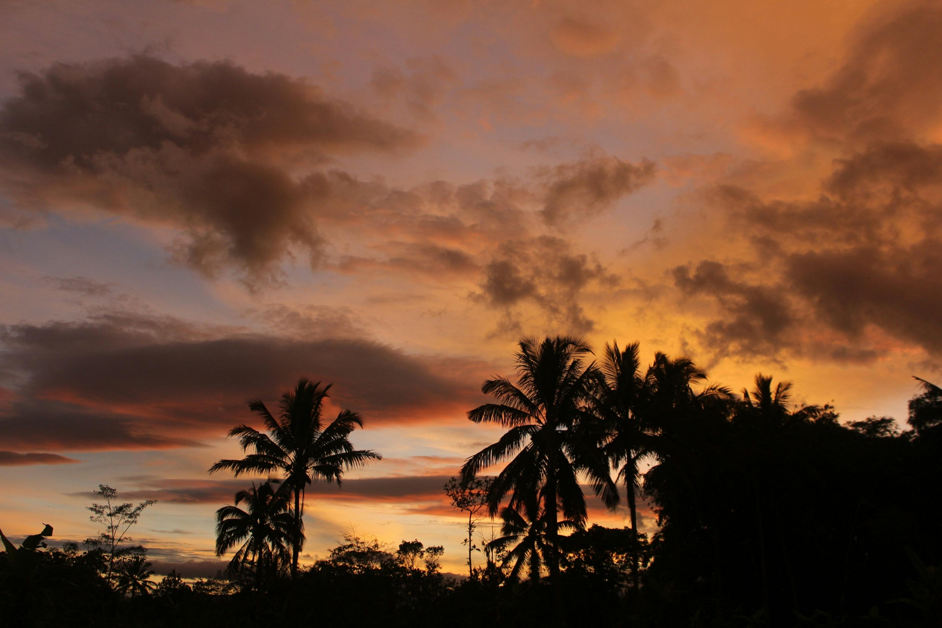 Stunning silhouette of palm trees against a vibrant sunset in Kota Tasikmalaya, Indonesia.
