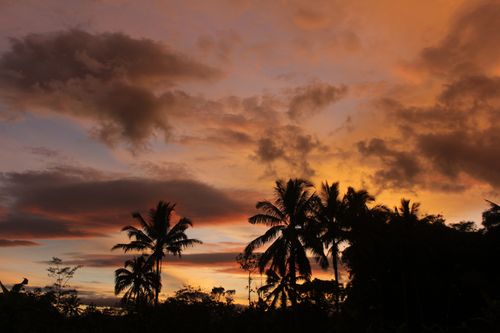 Free Stunning silhouette of palm trees against a vibrant sunset in Kota Tasikmalaya, Indonesia. Stock Photo