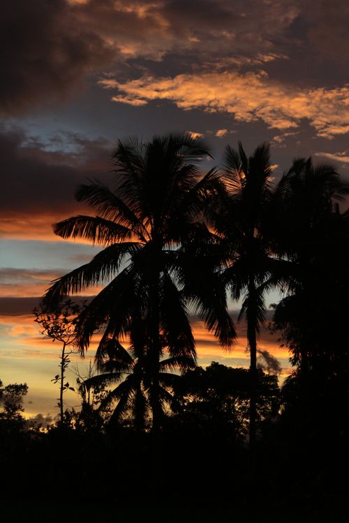 Free Captivating sunset with palm tree silhouettes in Tasikmalaya, Indonesia. Stock Photo