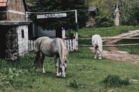 Two horses grazing peacefully on a lush, green farm pasture under a cloudy sky.