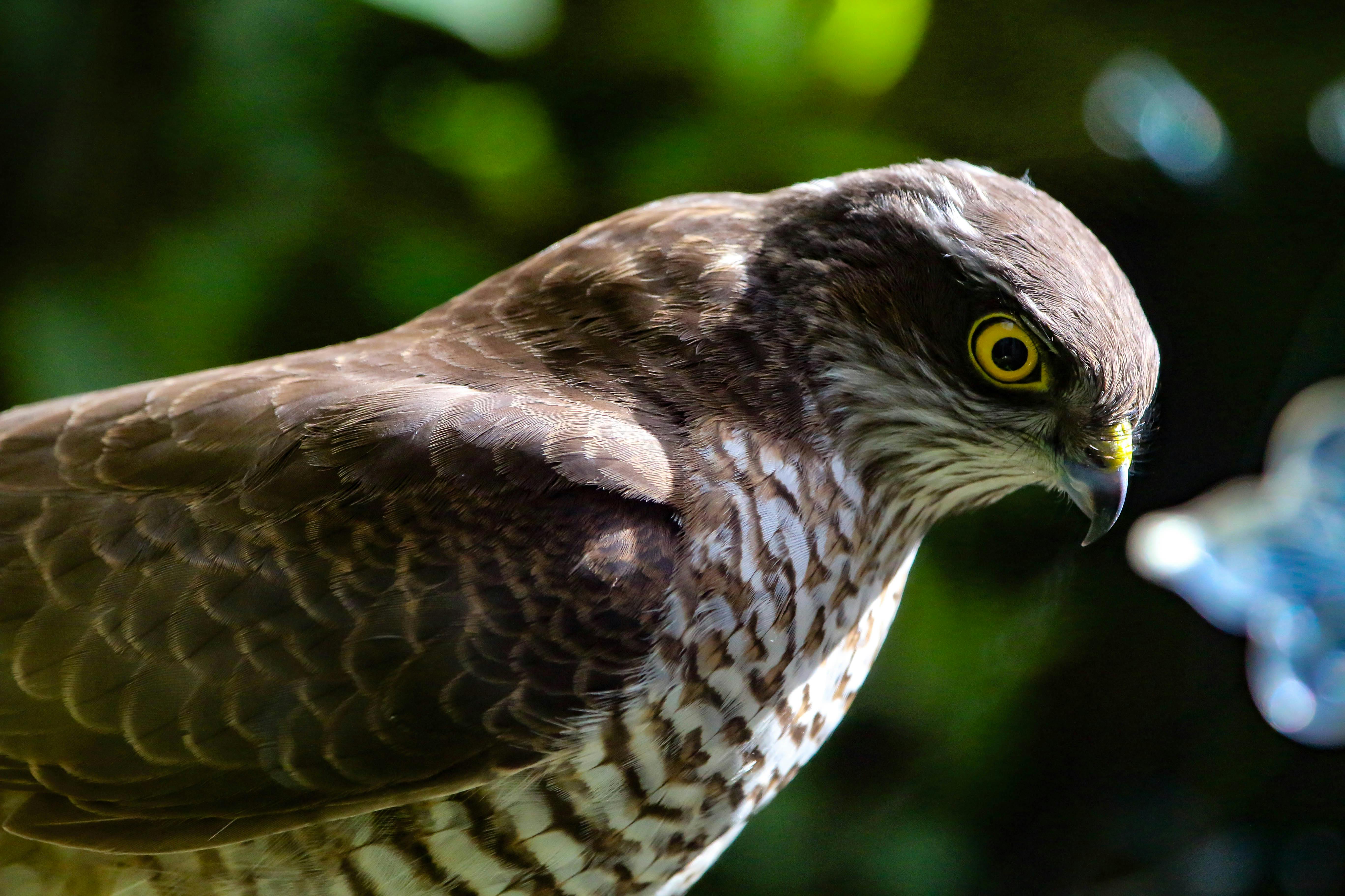 Brown Hawk · Free Stock Photo