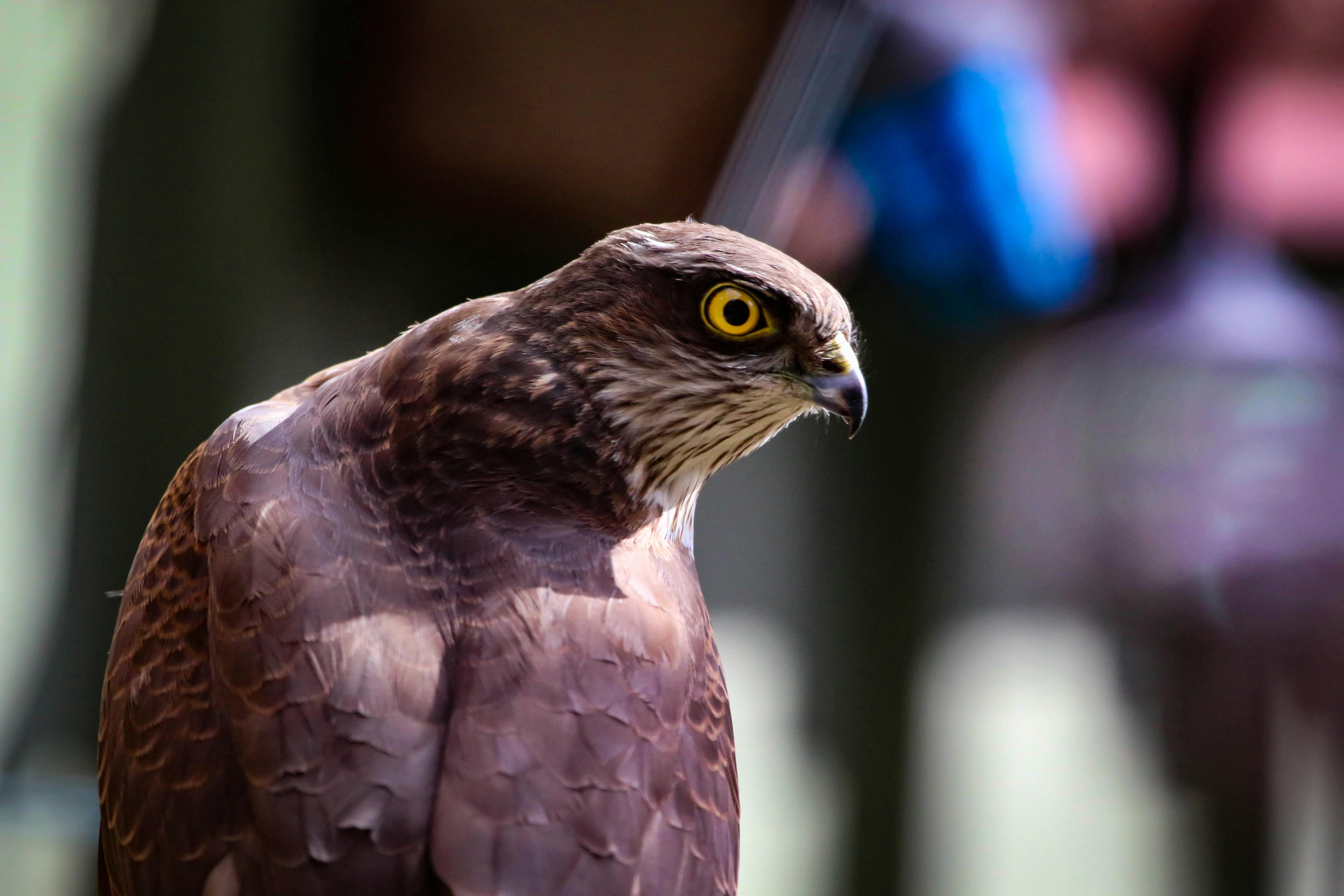 Foto Stok Gratis Tentang Burung Pipit Elang