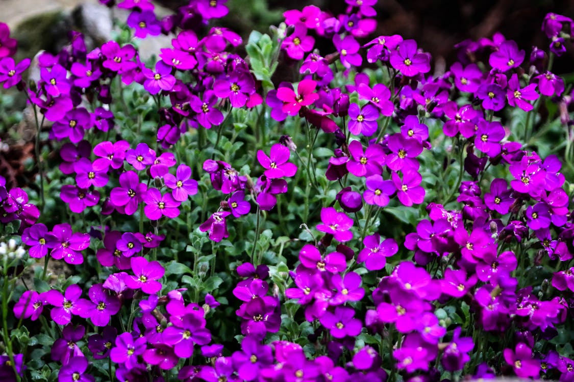 Free stock photo of garden flower