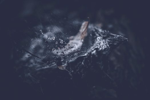 Close-up of a dewy spiderweb on a dark leaf, capturing intricate details and atmosphere.