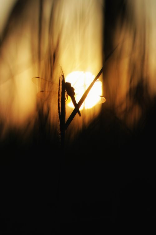Free A stunning silhouette of a dragonfly perched against a vivid sunset sky. Stock Photo