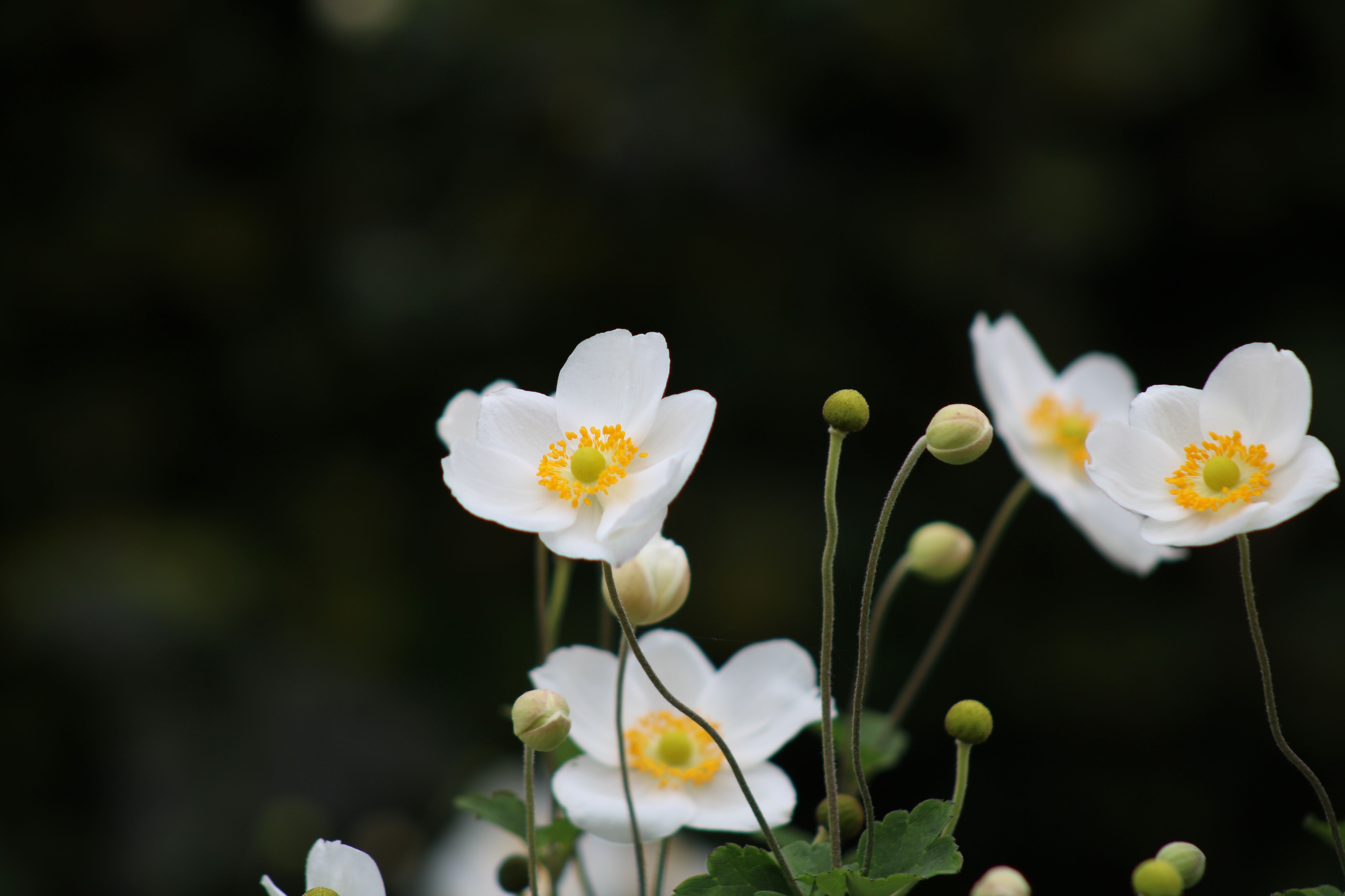 Close Up Photo of White Flowers · Free Stock Photo