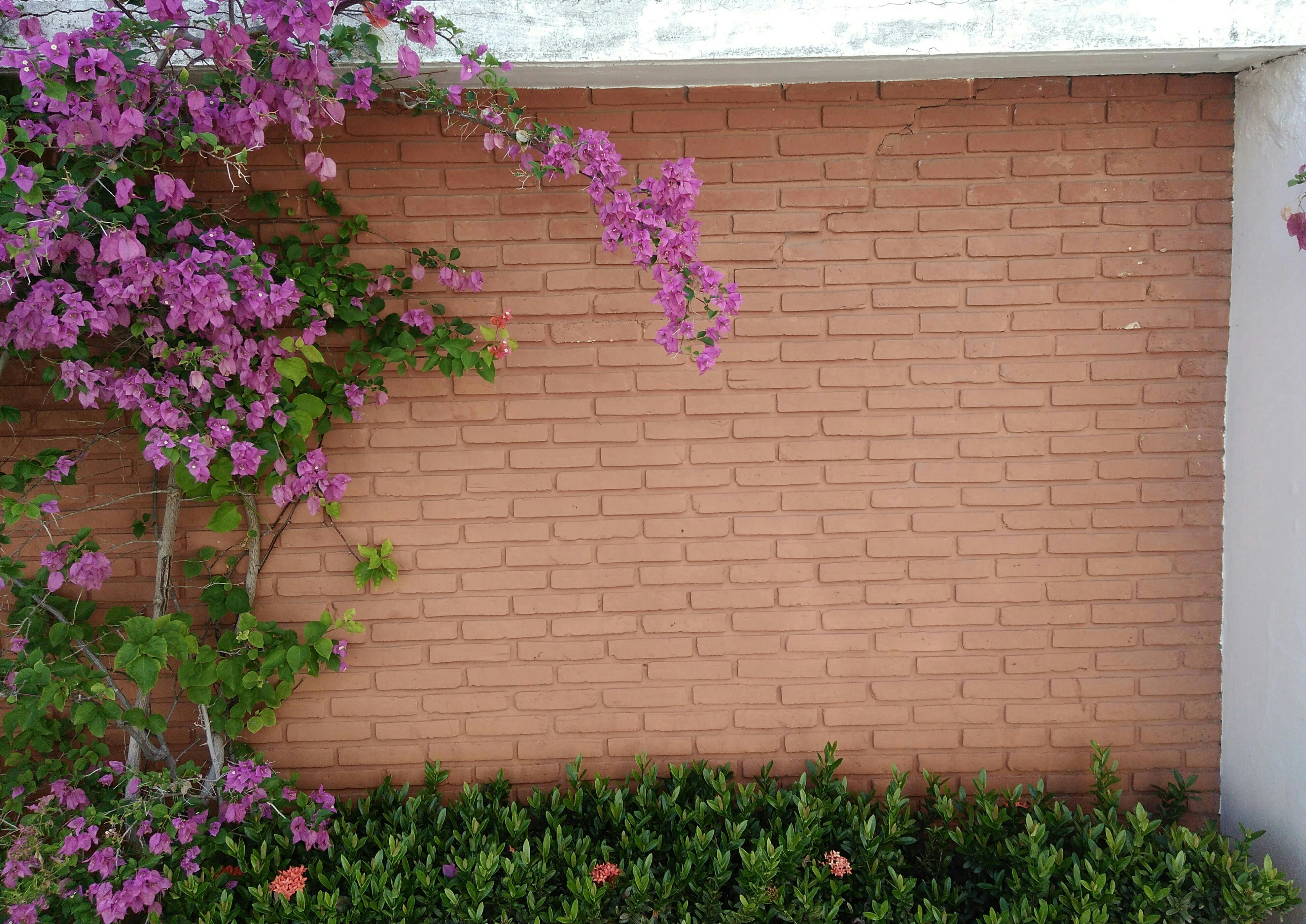 Free stock photo of brick texture, bricks, flowers