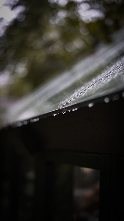 Closeup of a Wet Roof in a Rainy Forest