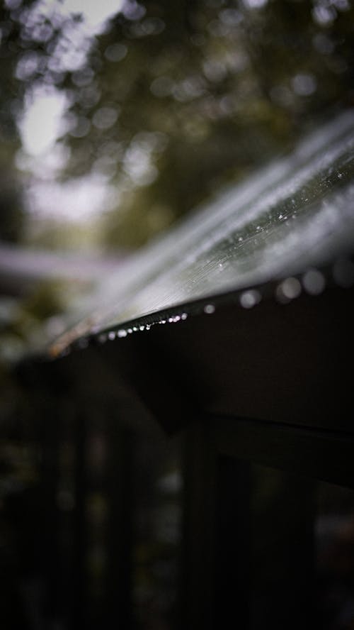 Closeup of a Wet Roof in a Rainy Forest