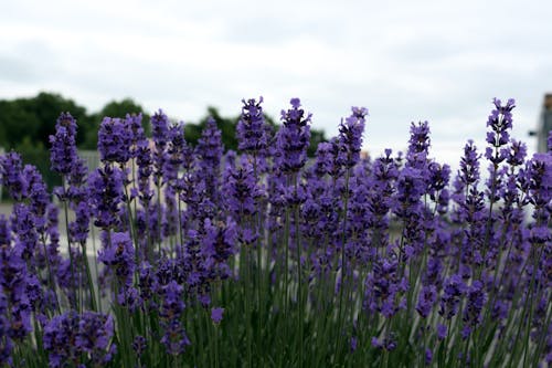 Free stock photo of beautiful flowers, lavander, natural