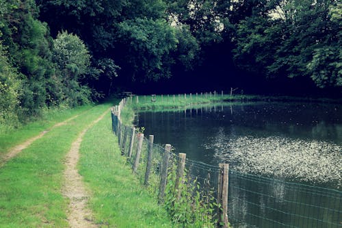 Free stock photo of dark, green, nature