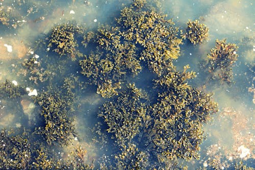 Free stock photo of algae, aquatic plant, dark green