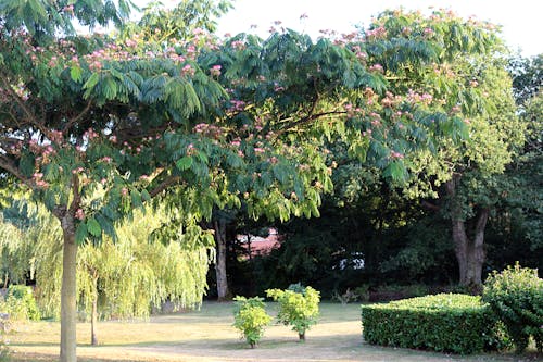 Free stock photo of blooming tree, botanical, garden