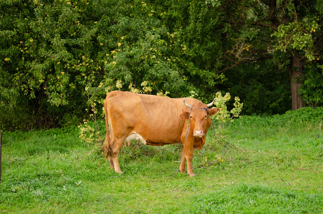 動物攝影, 家畜, 棕色的牛 的 免費圖庫相片