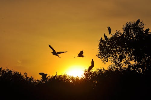 Foto stok gratis matahari terbenam