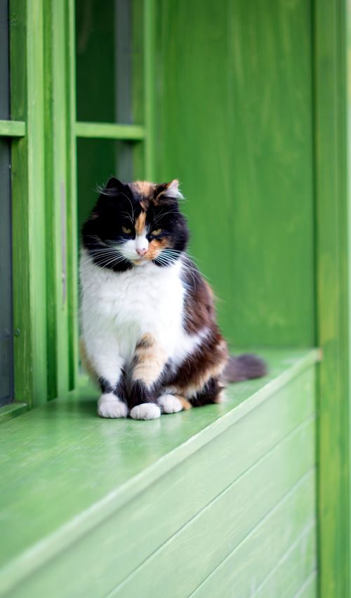 Free A calico cat, with multicolored fur, sits by a vibrant green window sill indoors. Stock Photo