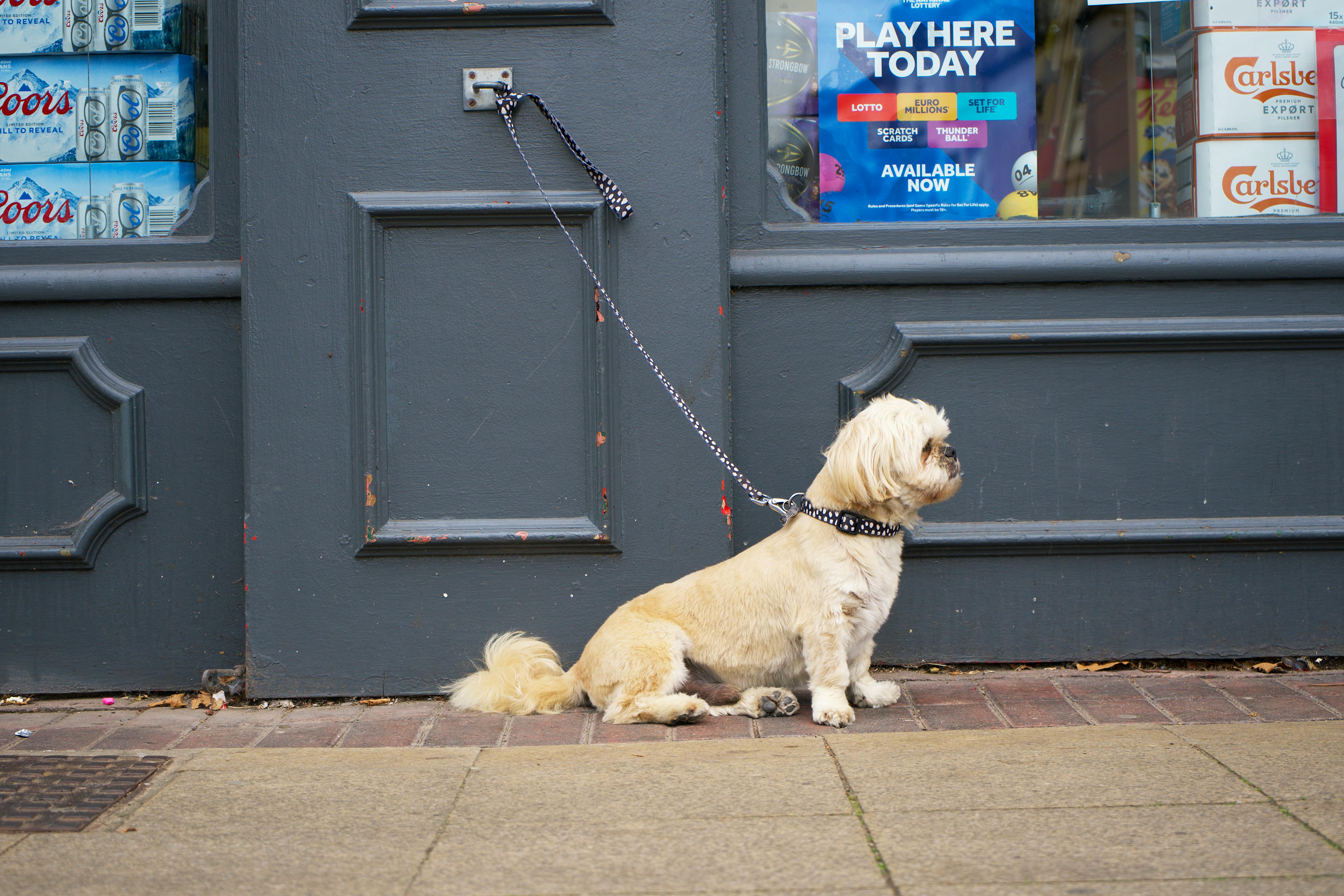 Dog Waiting By A Door For Owner To Enter