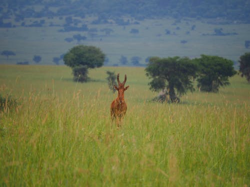 Brown Animal on Green Grass Field