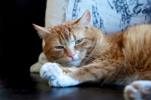 一只姜黄色虎斑猫舒适地躺在室内的沙发上，看起来很放松