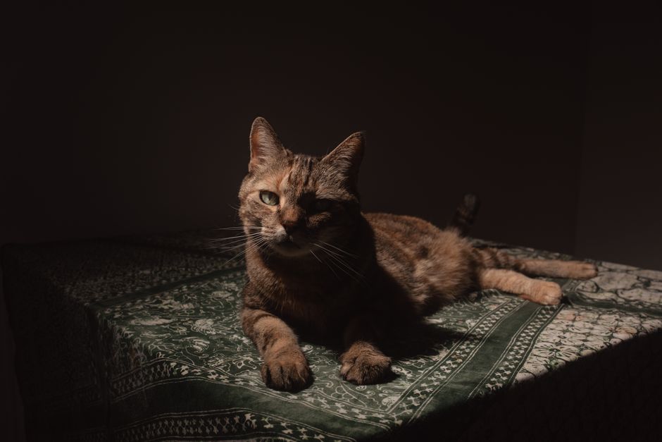 AI‑Generated Pet of the Week Posts