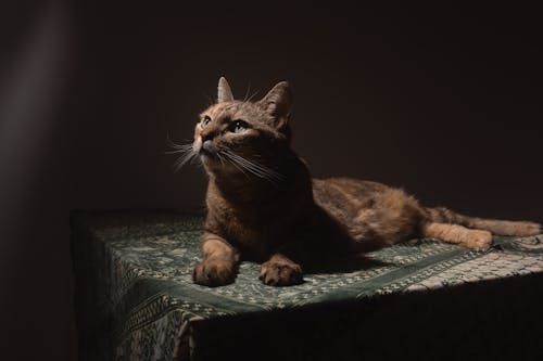 Безкоштовне стокове фото на тему «домашня тварина, кіт таббі, кішка» стокове фото