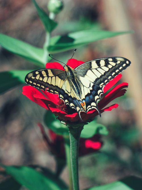 Free Eastern Tiger Swallowtail butterfly perched on vibrant red flower in close-up shot. Stock Photo